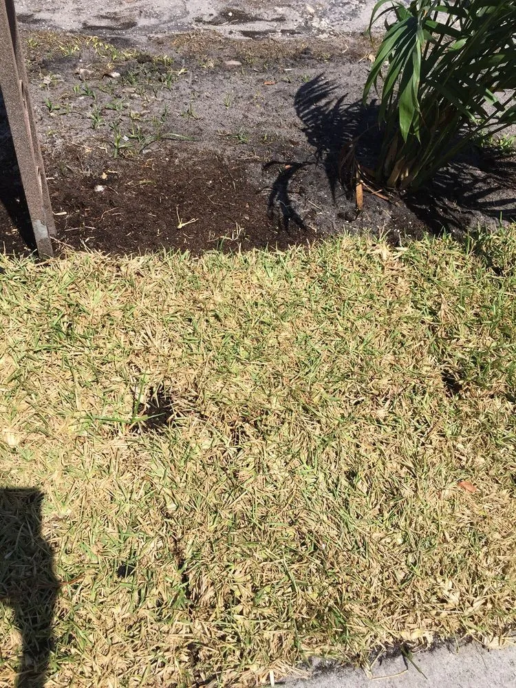 Trusted lawn care service experts serving West Palm Beach, FL - Williams Soils & Sod