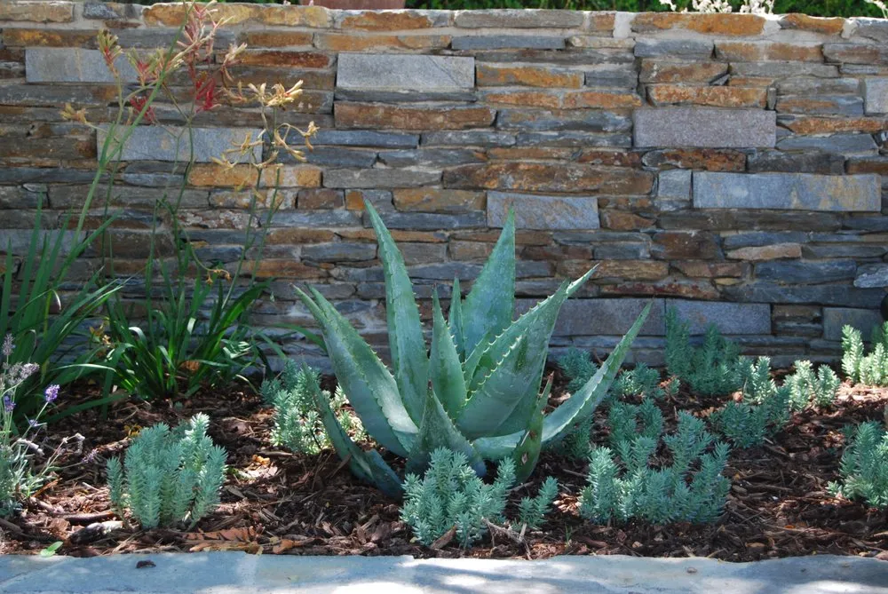 Expert lawn care service in Santa Clarita, CA by Williams Sprinkler and Landscape