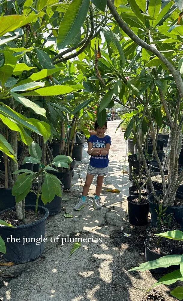 Expert landscaping services experts serving Corpus Christi, TX - Williams St Nursery & Landscaping