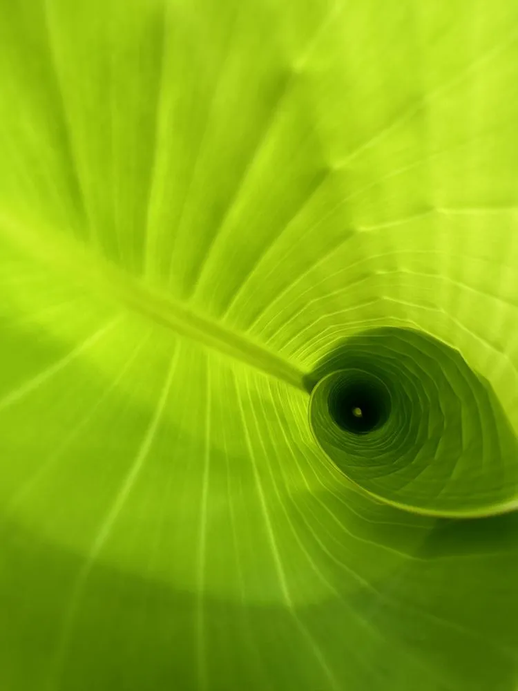 Affordable residential landscaping in Corpus Christi, TX by Williams St Nursery & Landscaping