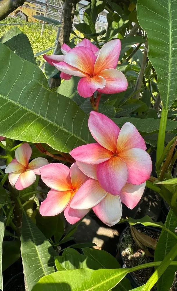 Custom yard cleanup service experts serving Corpus Christi, TX - Williams St Nursery & Landscaping