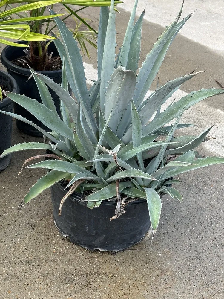 Expert yard cleanup service in Corpus Christi, TX - Williams St Nursery & Landscaping