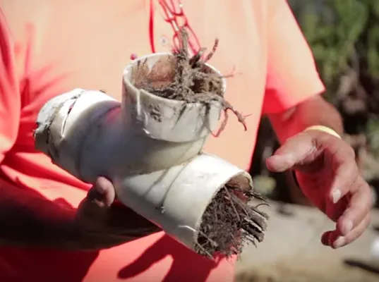 William's Technique Landscape Logo