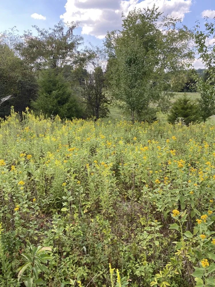 Custom yard cleanup service in Greenback, TN - Williams Tractoring