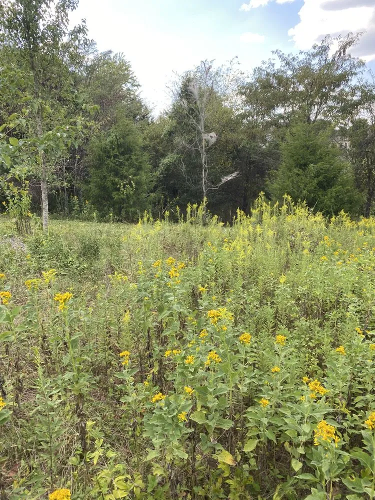 Custom yard maintenance in Greenback, TN - Williams Tractoring