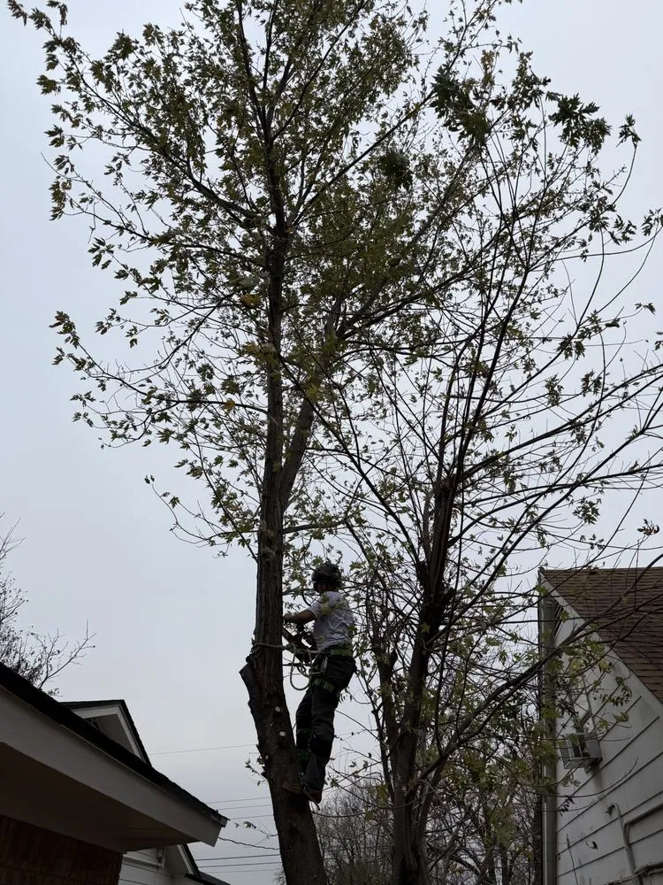 Expert landscape installation in Moore, OK - Williams Tree & Landscaping