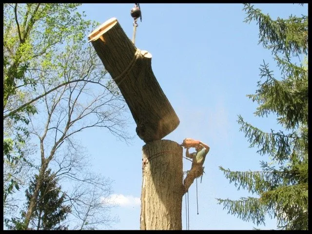 Reliable lawn mowing service in Sterling, VA by Williams Tree Care