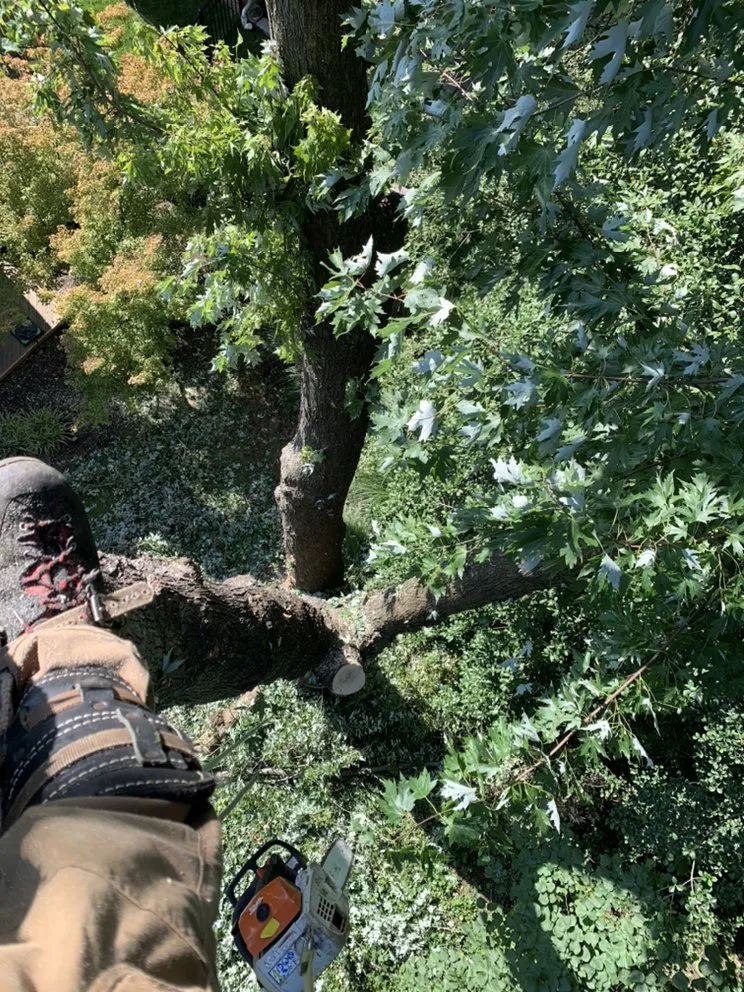 Reliable residential landscaping in Sterling, VA by Williams Tree Care