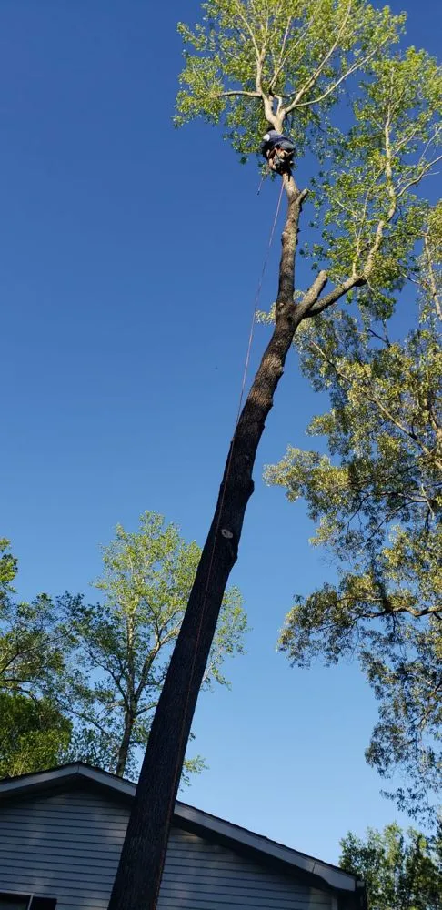 Affordable outdoor landscaping for outdoor upgrades across Sterling, VA - Williams Tree Care