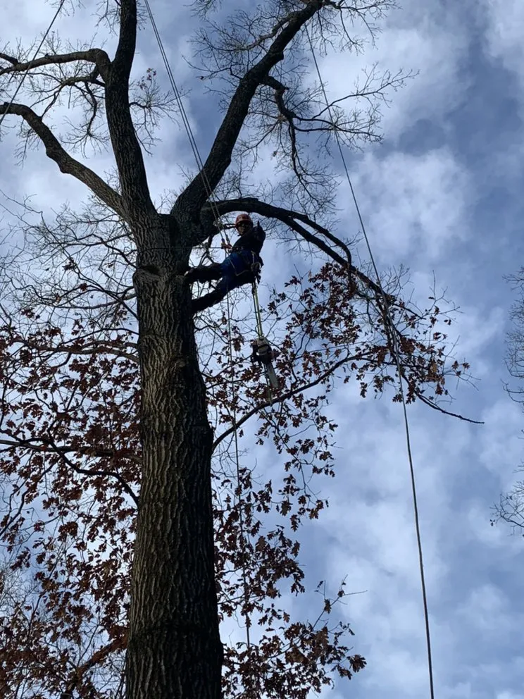 Expert landscape installation in Sterling, VA - Williams Tree Care