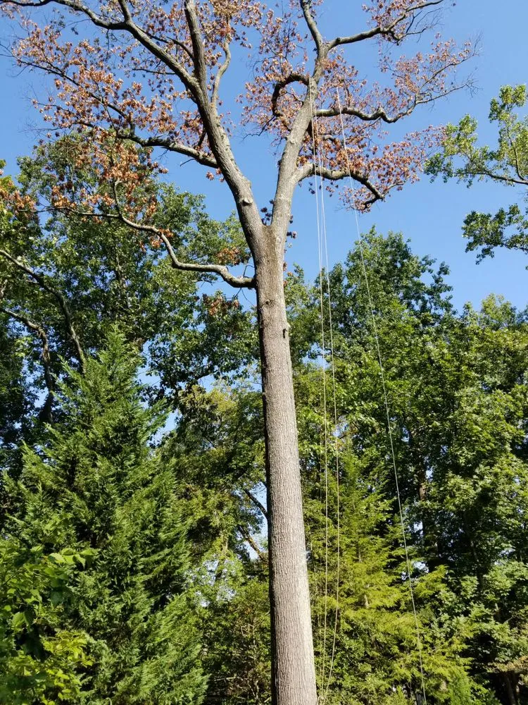 Local yard maintenance in Sterling, VA by Williams Tree Care