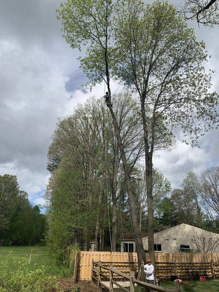 Expert yard cleanup service for beautiful yards in Sterling, VA by Williams Tree Care