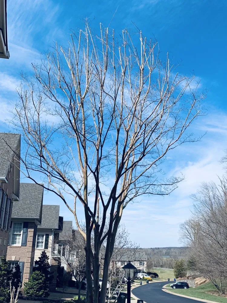 Custom yard maintenance for homes across Sterling, VA - Williams Tree Care