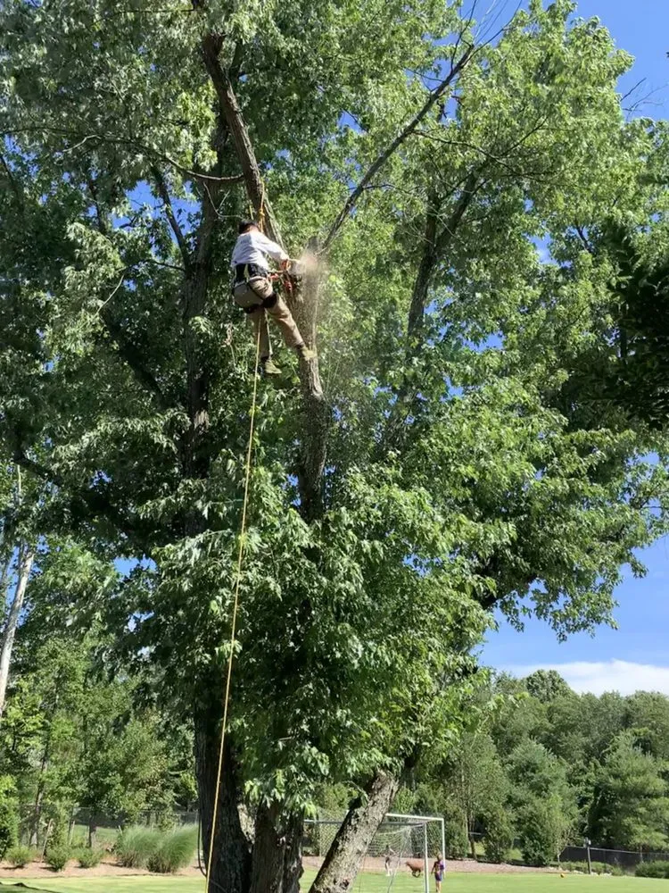 Top-rated garden landscaping in Sterling, VA - Williams Tree Care