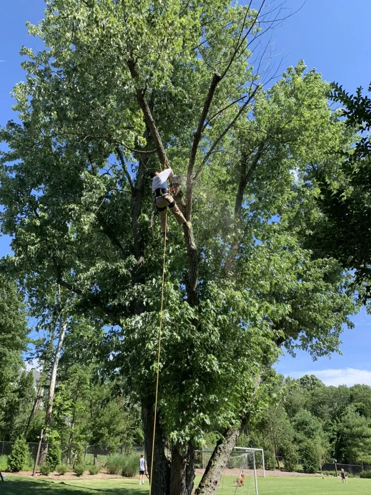 Expert landscaping services near you in Sterling, VA by Williams Tree Care