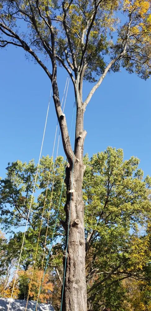 Expert garden landscaping for year-round maintenance in Sterling, VA by Williams Tree Care