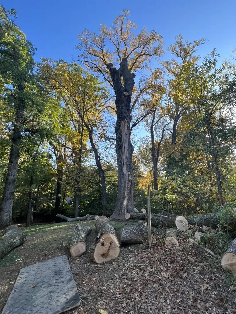 Top-rated landscaping services for year-round maintenance in Sterling, VA by Williams Tree Care