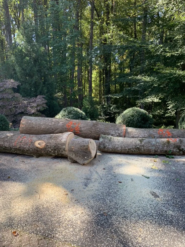 Top-rated yard cleanup service for year-round maintenance across Sterling, VA - Williams Tree Care