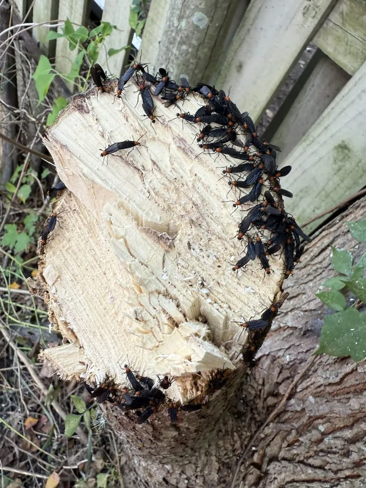 Affordable landscaping services near you in Starke, FL by William’s Tree Removal & Property Services