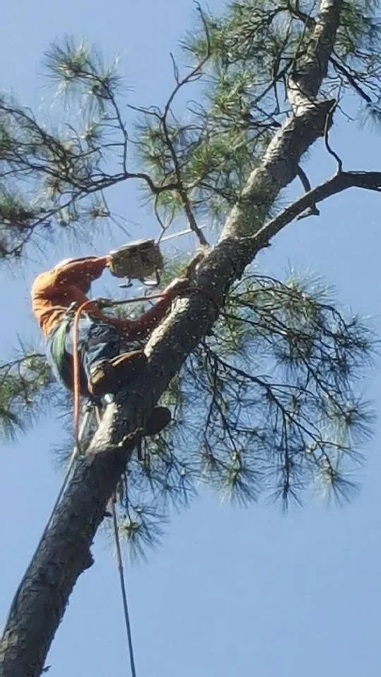 Expert yard cleanup service experts serving Houston, TX - Williams Tree Service