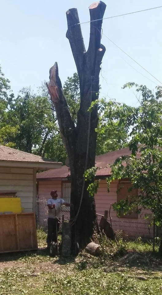 Custom yard cleanup service for year-round maintenance in Houston, TX by Williams Tree Service