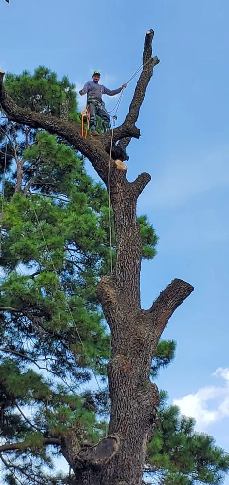 Top-rated landscaping services near you in Houston, TX by Williams Tree Service