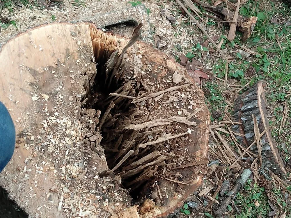 Local landscape installation experts serving Houston, TX - Williams Tree Service