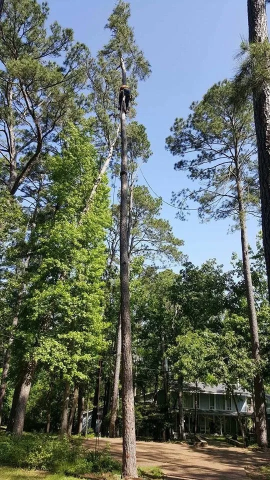 Reliable landscape design near you in Houston, TX by Williams Tree Service