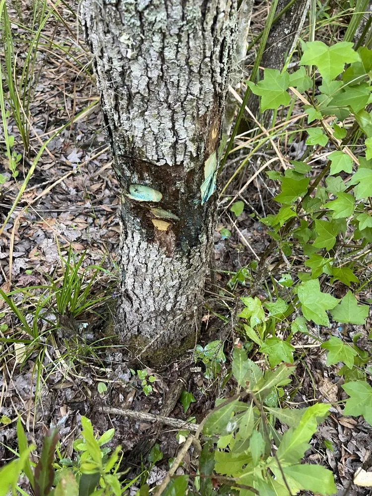 Custom landscaping services with custom design in Jacksonville, FL by Williams Tree Service