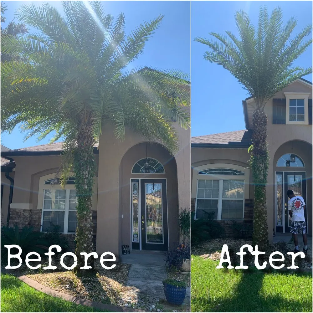 Reliable yard cleanup service in Jacksonville, FL by Williams Tree Service