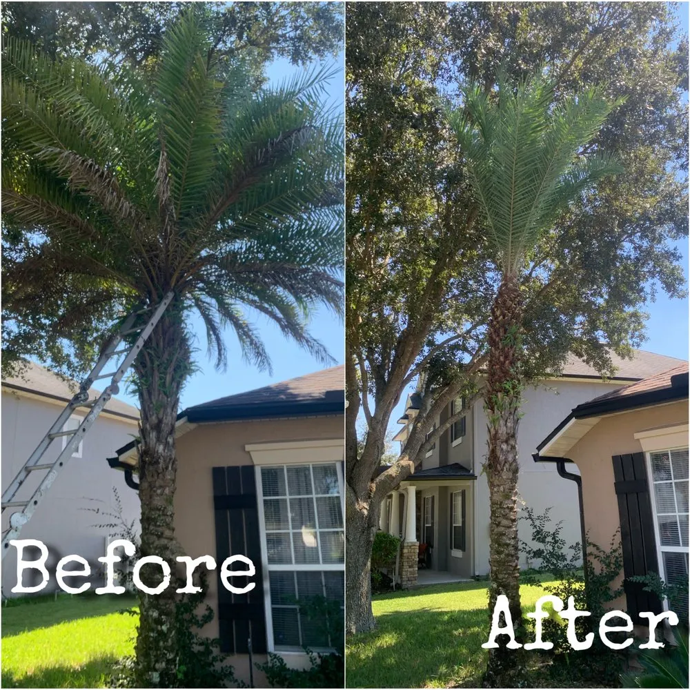 Affordable yard cleanup service in Jacksonville, FL by Williams Tree Service