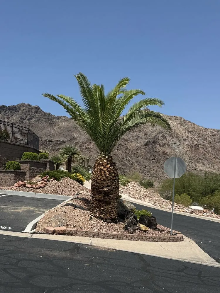 Professional lawn care service in Henderson, NV by Williams Yard Maintenance & Solutions