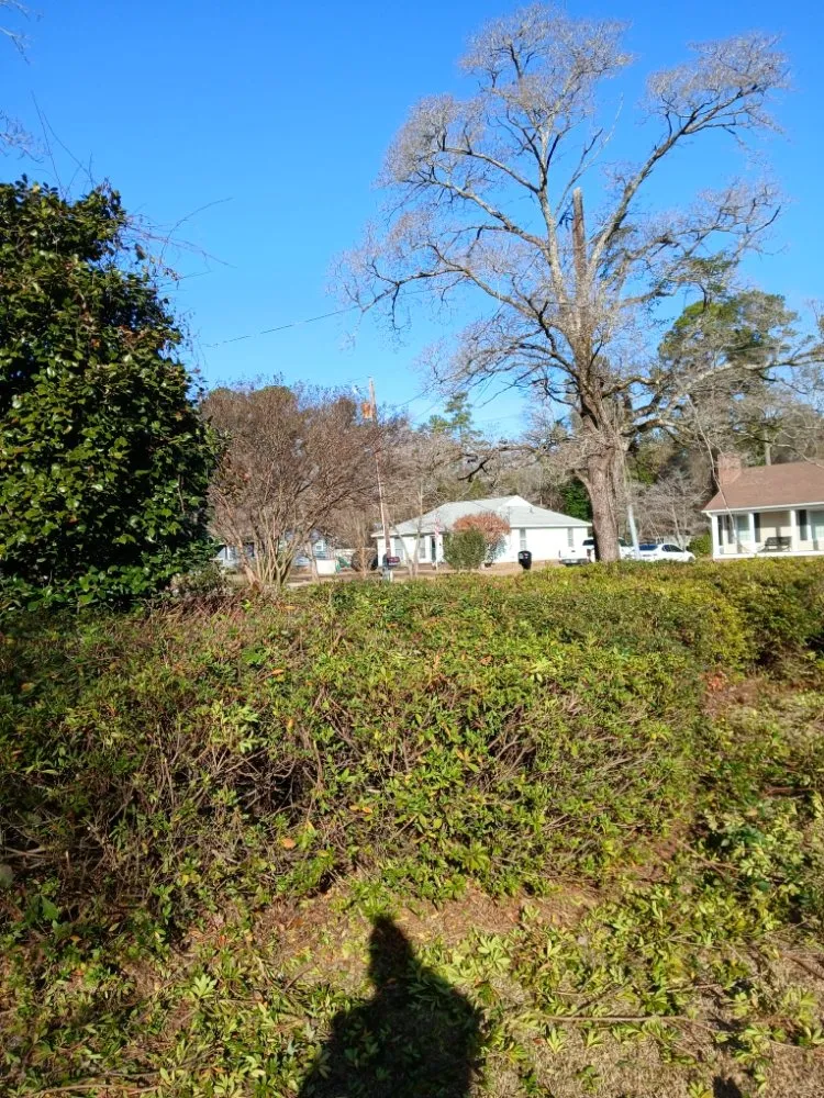 Top-rated garden landscaping experts serving Latta, SC - Williamson Landscaping