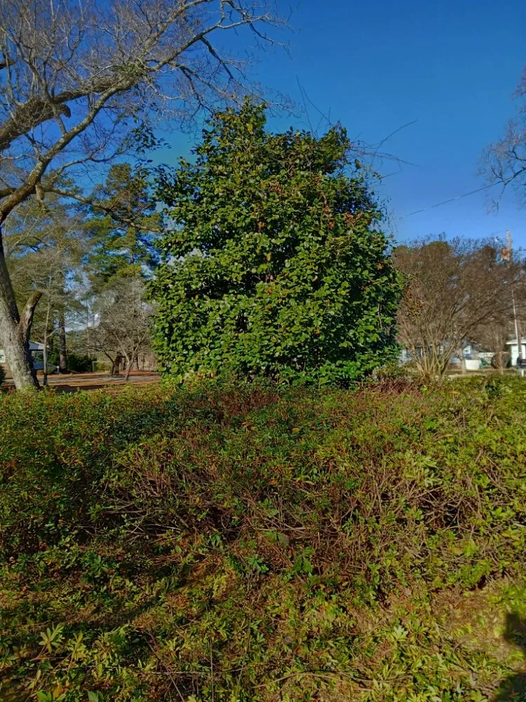 Trusted lawn mowing service for beautiful yards across Latta, SC - Williamson Landscaping