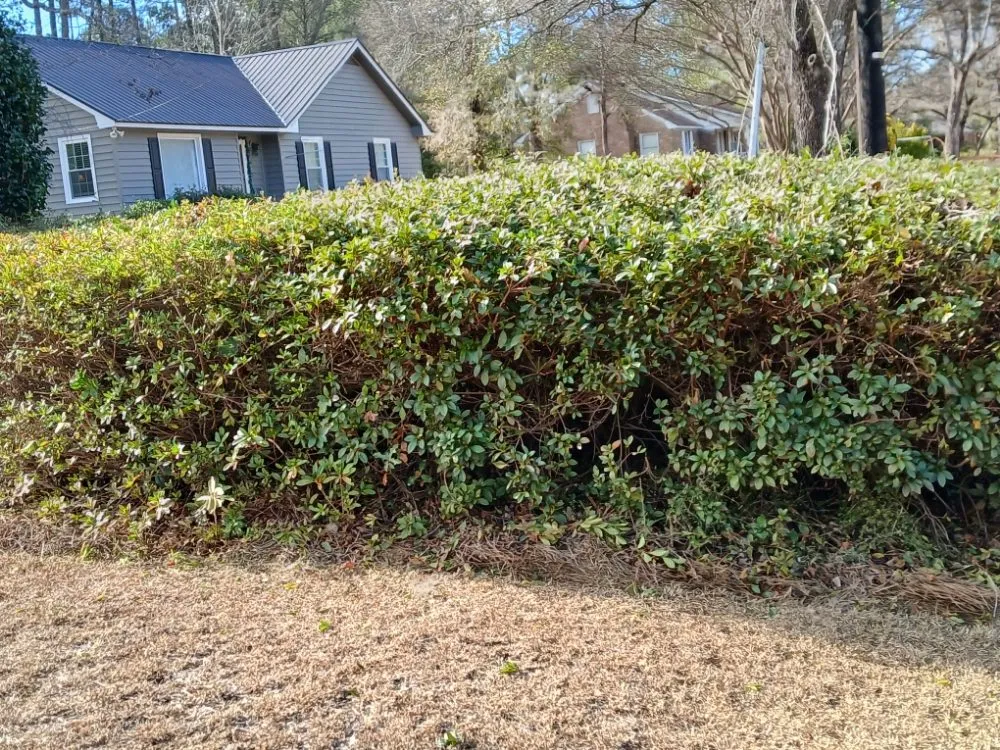 Trusted residential landscaping in Latta, SC by Williamson Landscaping
