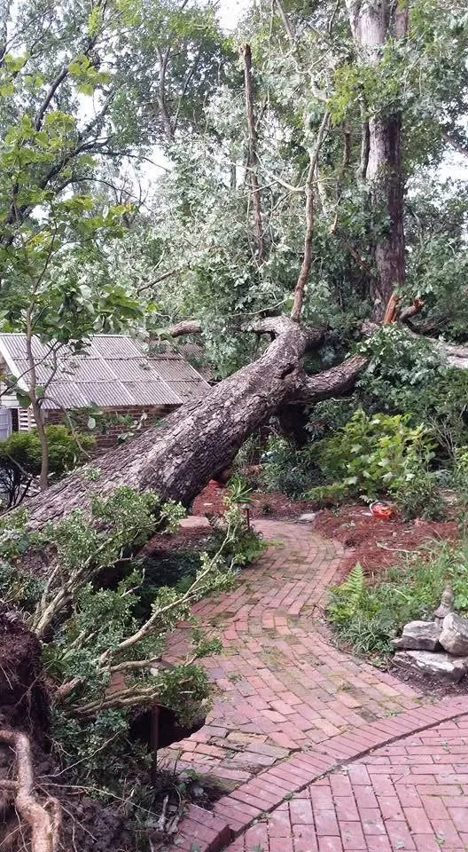 Top-rated residential landscaping in Macon, GA by Williamson Outdoor Services