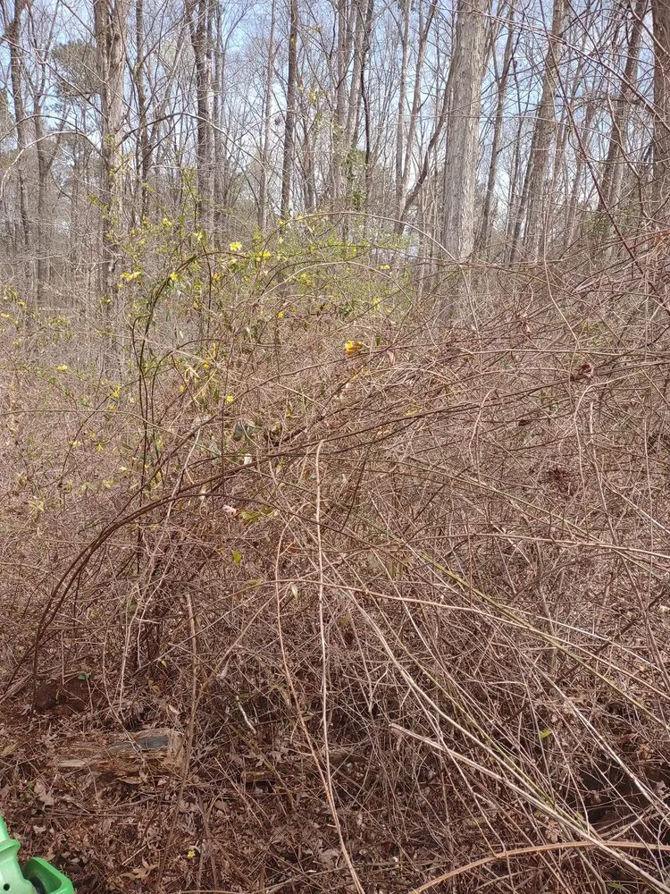 Local residential landscaping with custom design across Macon, GA - Williamson Outdoor Services