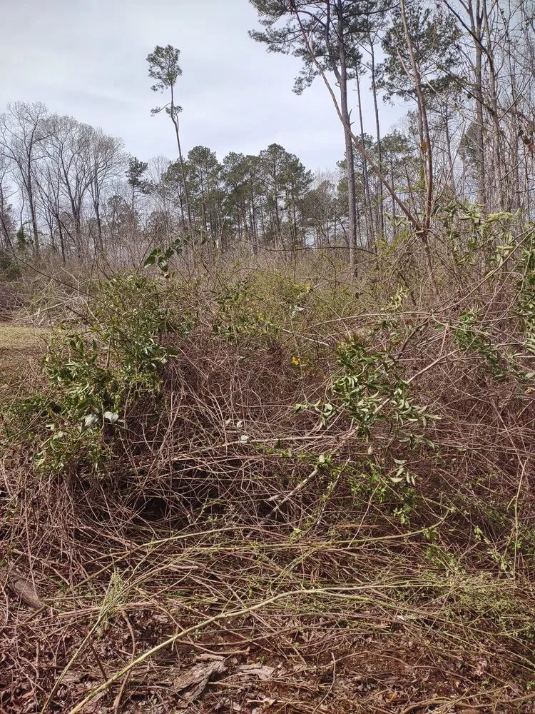 Top-rated yard cleanup service in Macon, GA - Williamson Outdoor Services