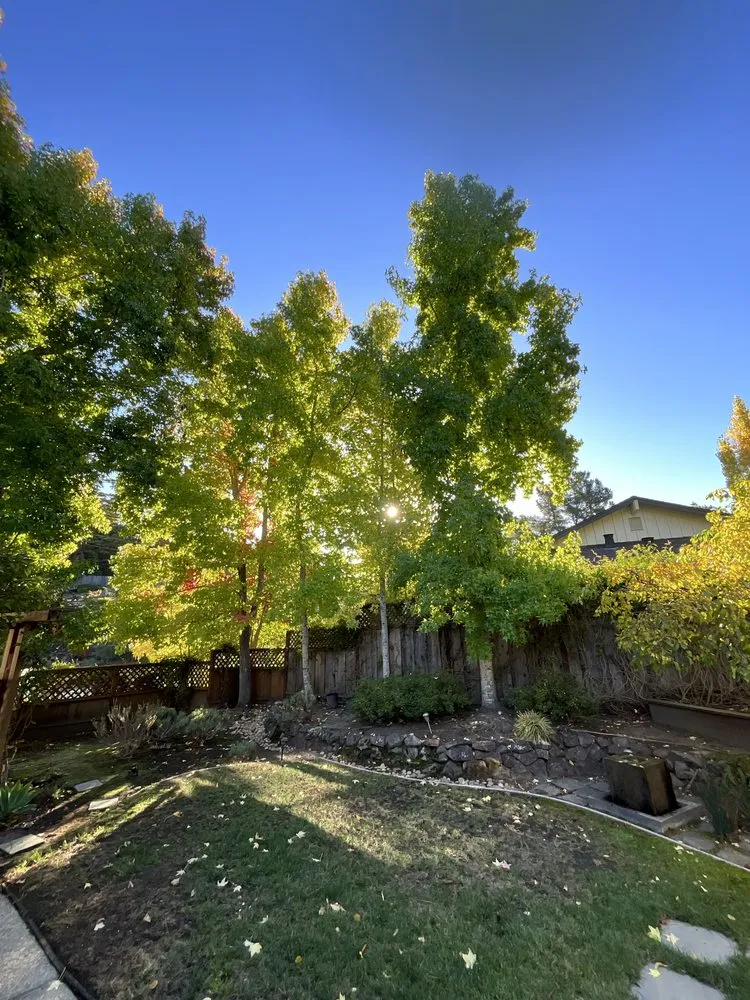 Expert landscaping services experts serving Belmont, CA - Willie's Landscaping Designs