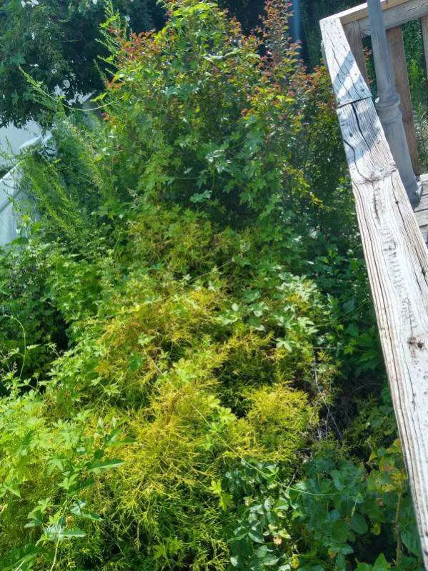 Affordable yard cleanup service in Wood-Ridge, NJ - Willie’s Lawn Care