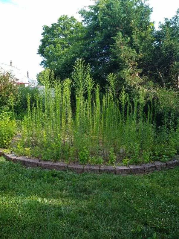 Local landscape design for outdoor upgrades across Wood-Ridge, NJ - Willie’s Lawn Care
