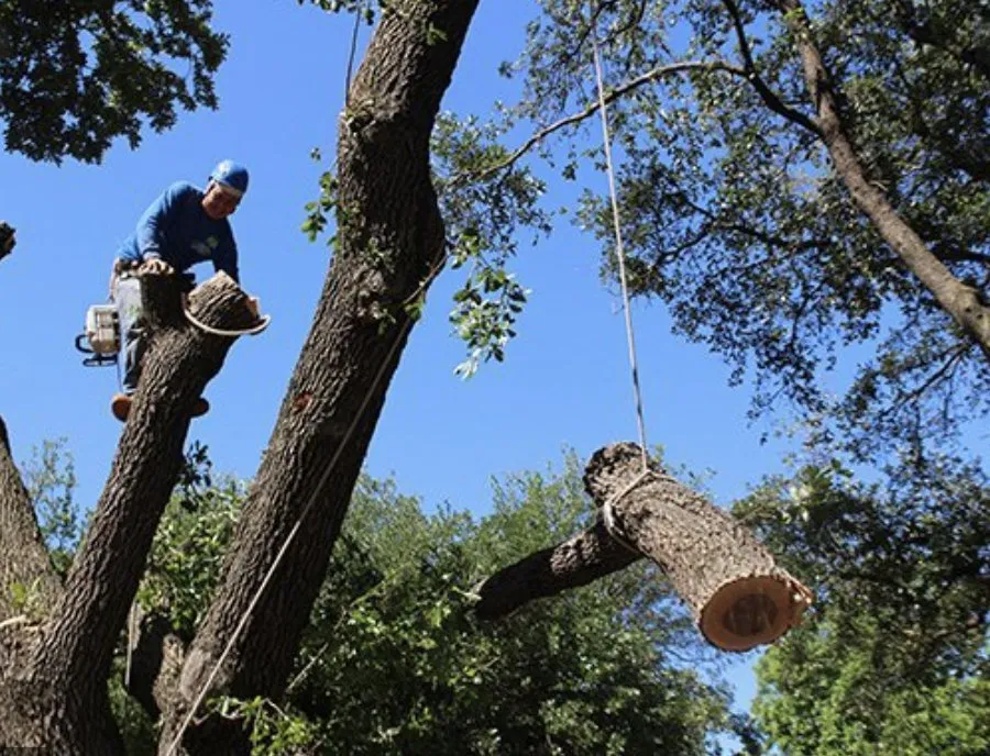 Local landscape installation in Odessa, TX by Willies Yard Tree and Lawn care