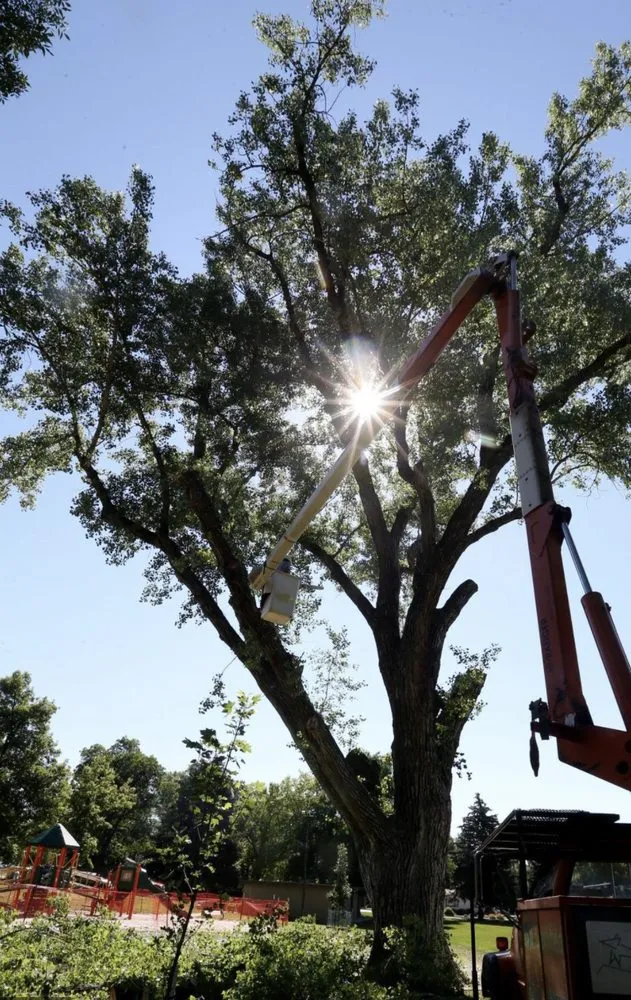 Reliable landscape installation in Odessa, TX - Willies Yard Tree and Lawn care