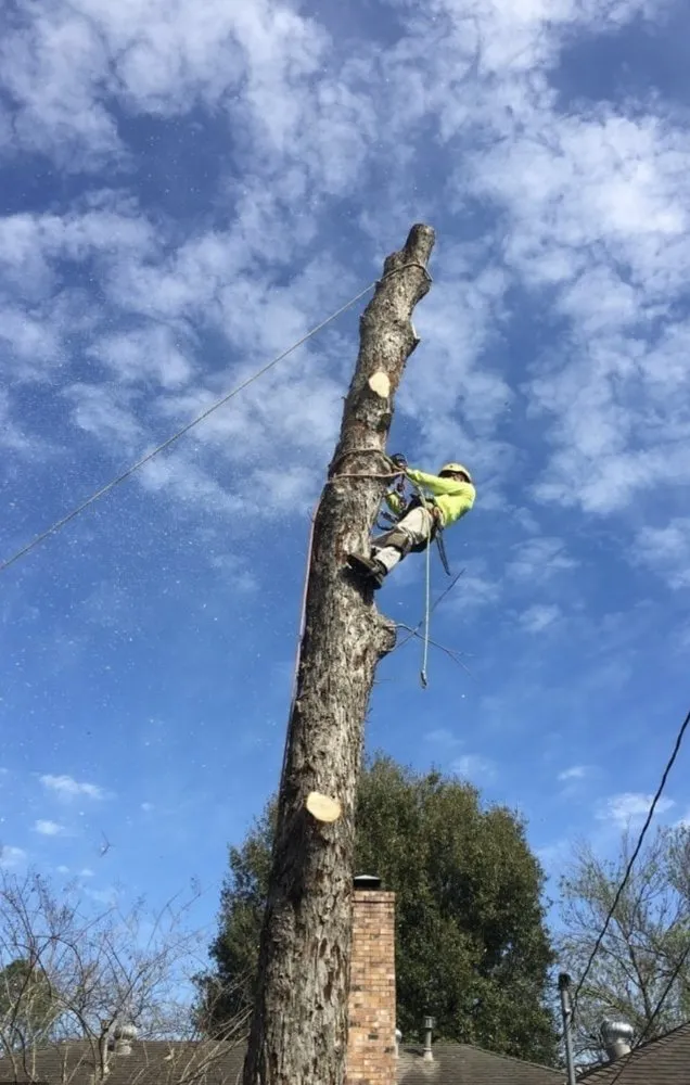 Affordable yard cleanup service in Odessa, TX - Willies Yard Tree and Lawn care