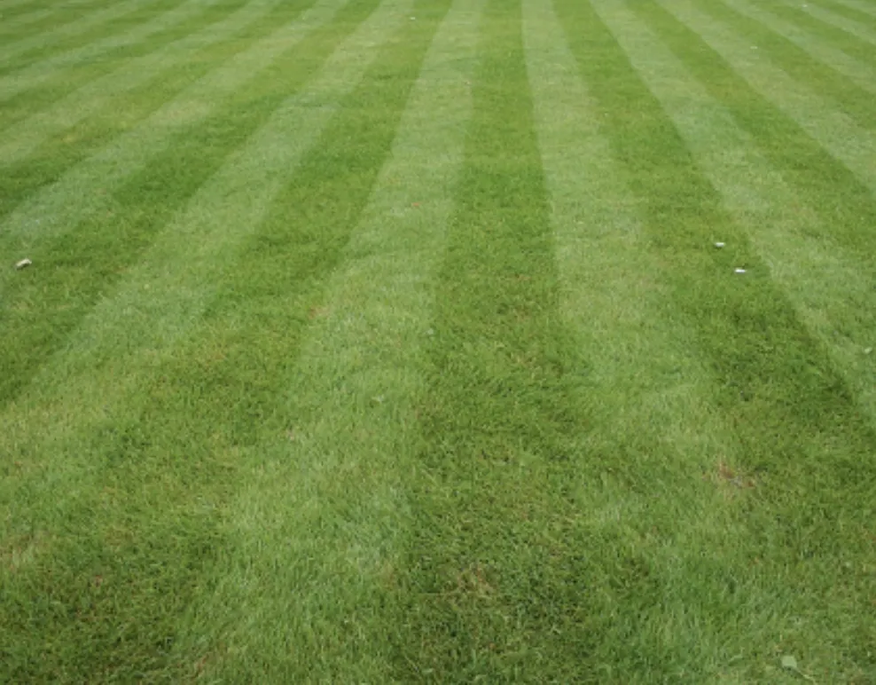 Expert landscaping services in Odessa, TX - Willies Yard Tree and Lawn care