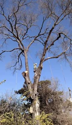 Willies Yard Tree and Lawn care Logo