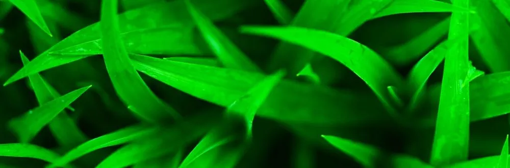 Custom landscape installation in Sarasota, FL - Willis Lawn and Landscape