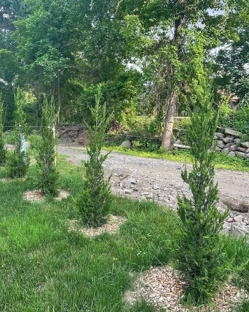 Top-rated yard cleanup service for homes in Seymour, CT by Willis Lawn Care