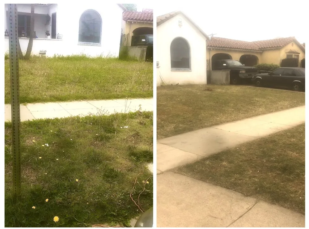 Professional lawn care service in Compton, CA - Willisons landscape