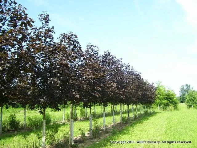 Reliable garden landscaping experts serving Pataskala, OH - Willits Nursery